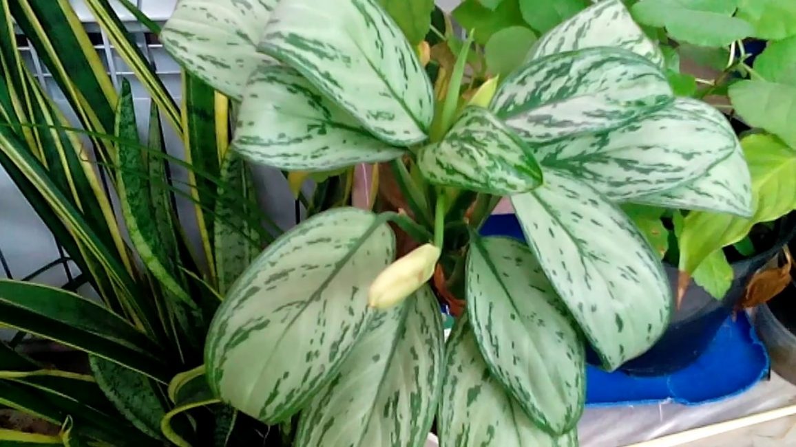 dieffenbachia fulla ampla