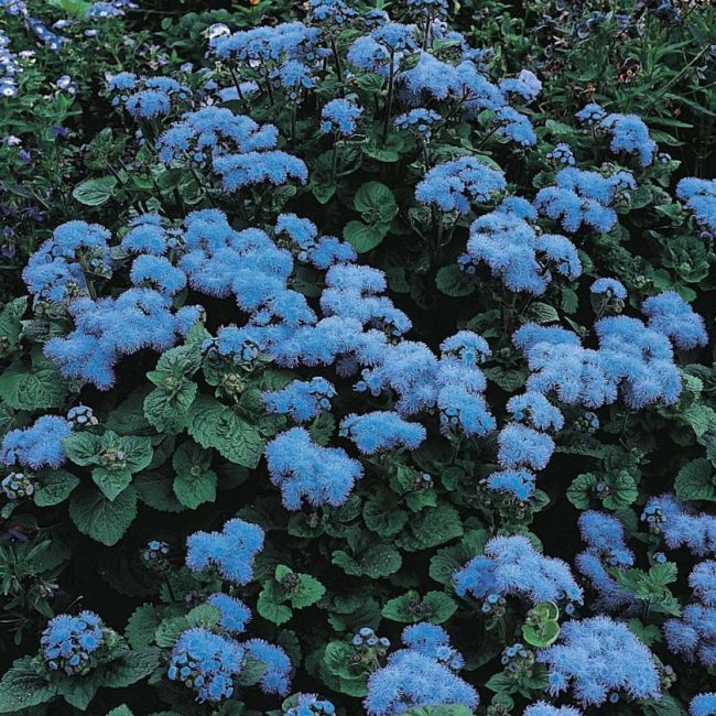 Ageratum Mavi Vizon