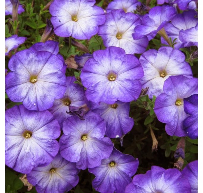 Lavanda Matí