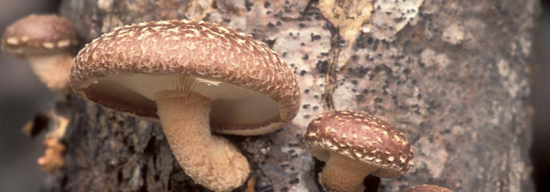 Μανιτάρι Shiitake σε ένα κούτσουρο