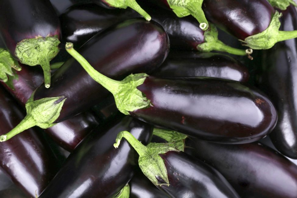 Balagur aubergine sort