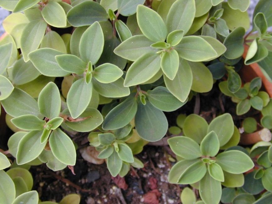 Peperomia ευχάριστη