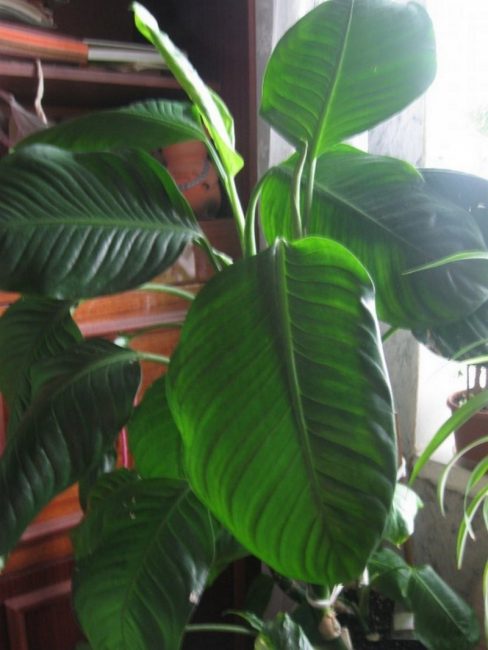 Dieffenbachia de fulles grans
