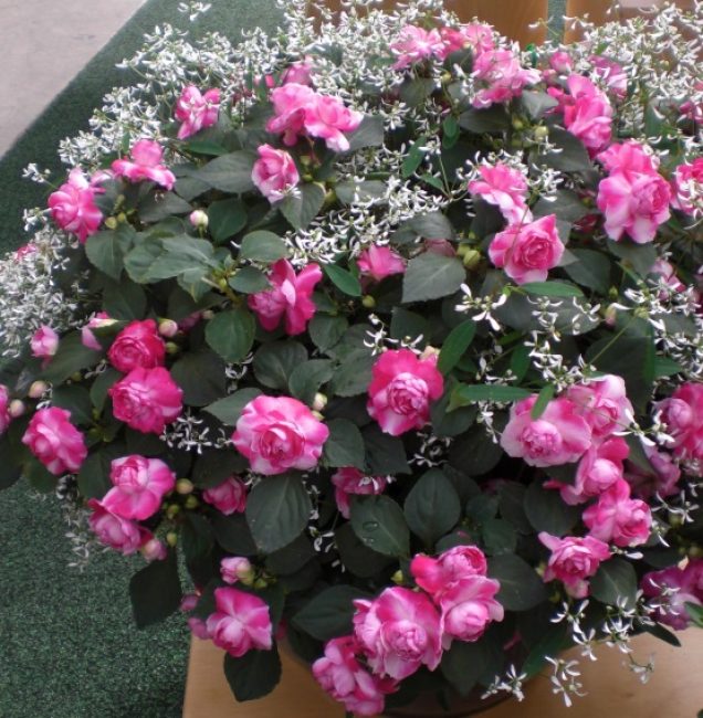 Variedad del segundo grupo Pink Fiesta, la mayoría de las cuales son flores dobles