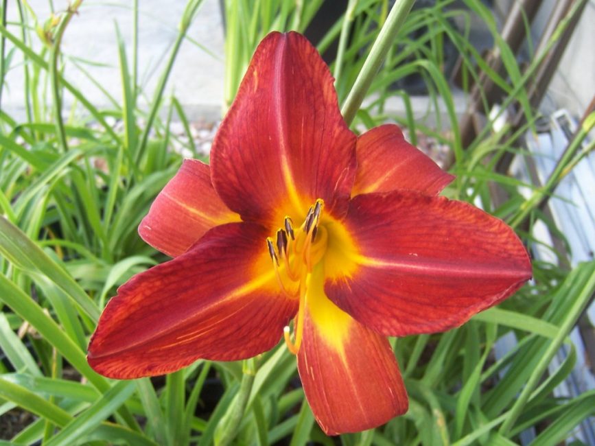 Αργά ανθισμένο Daylily κόκκινο φθινόπωρο