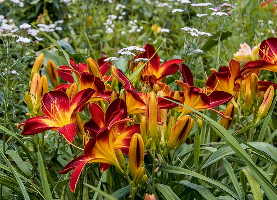Ψηλή ποικιλία daylily Margo Reed