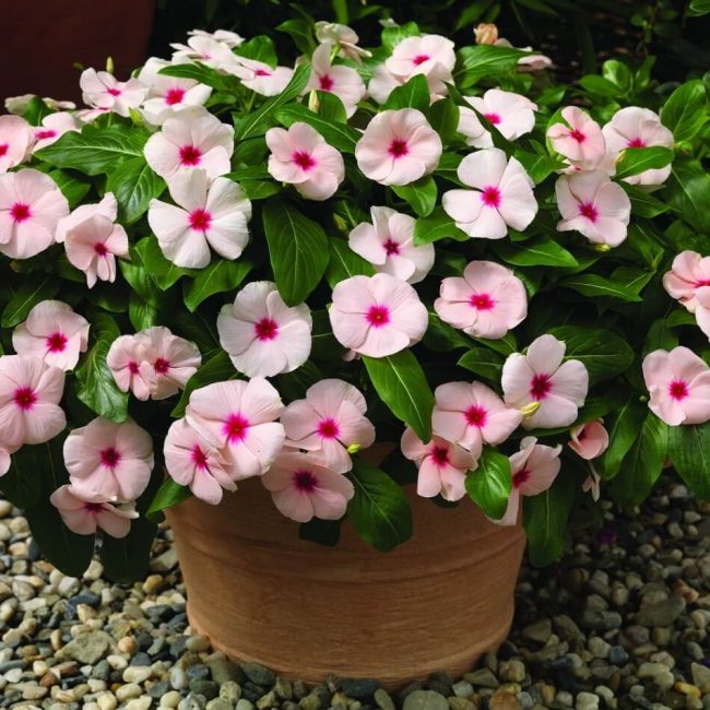 Pacific Epricot Cataranthus