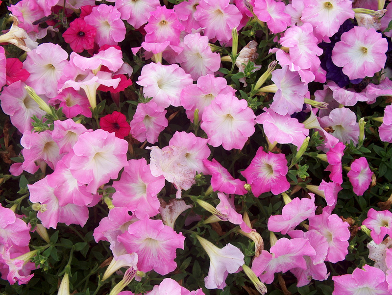 Increïble luxe de flors rosa carmesí.