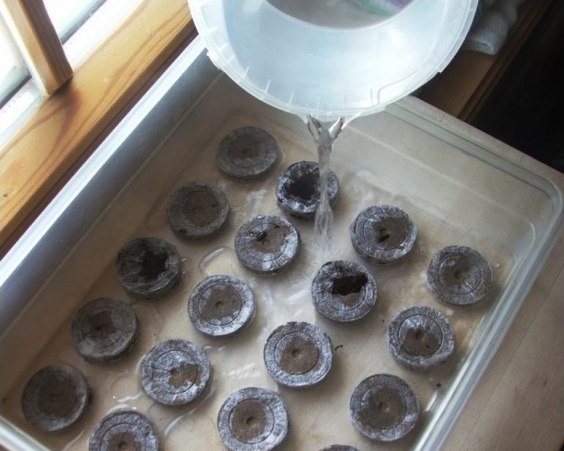 Abans d'utilitzar, les pastilles de torba s'hauran de saturar amb aigua perquè augmentin de mida.