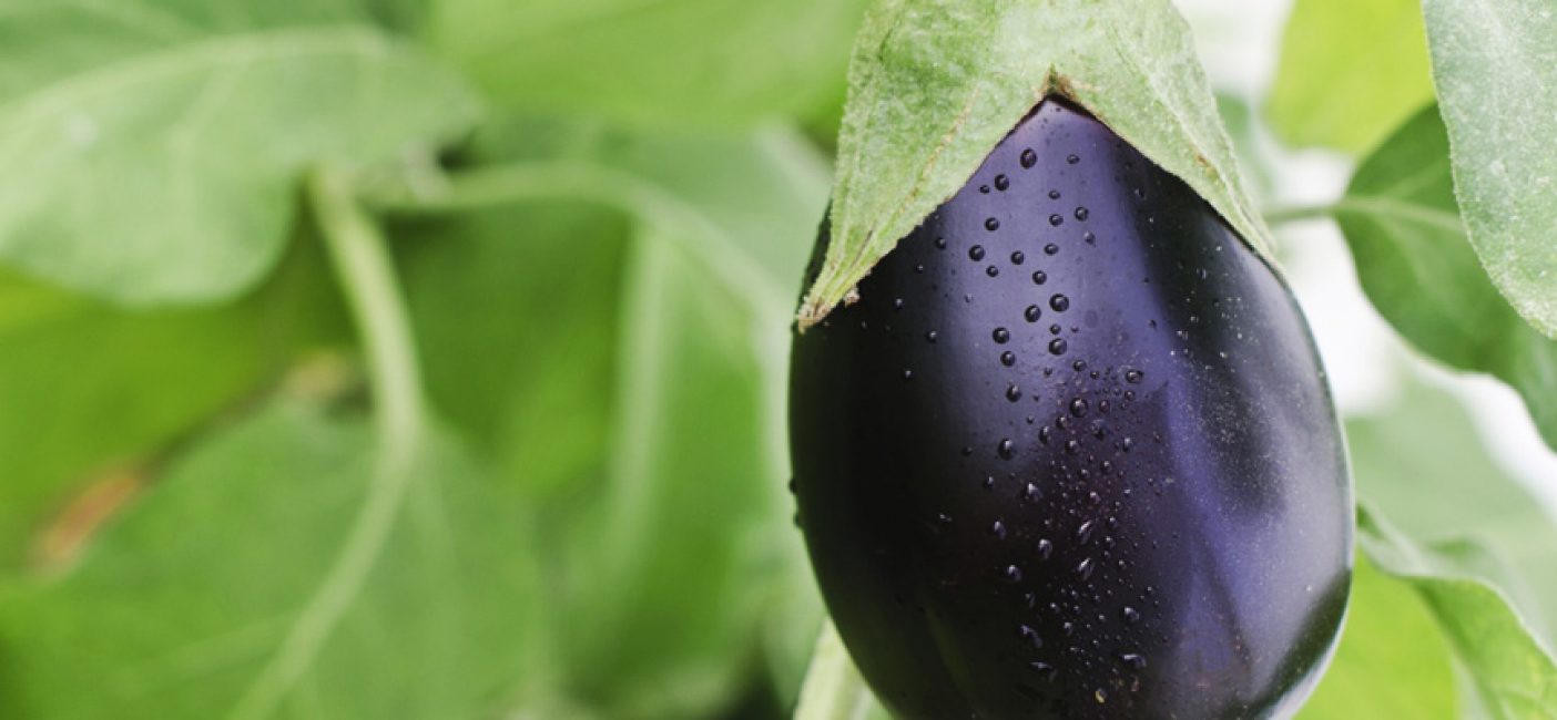 Negus aubergine sort
