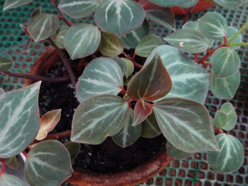 Μάρμαρο Peperomia
