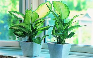 Dieffenbachia: descripció de 12 varietats per cultivar a casa, característiques de cura, trasplantament i reproducció (foto i vídeo) + ressenyes