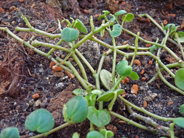 Φίδι Peperomia