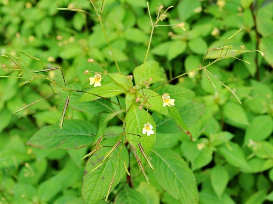 bálsamo de flores pequeñas