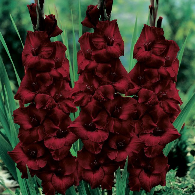Gladiolus Belle de Nui.