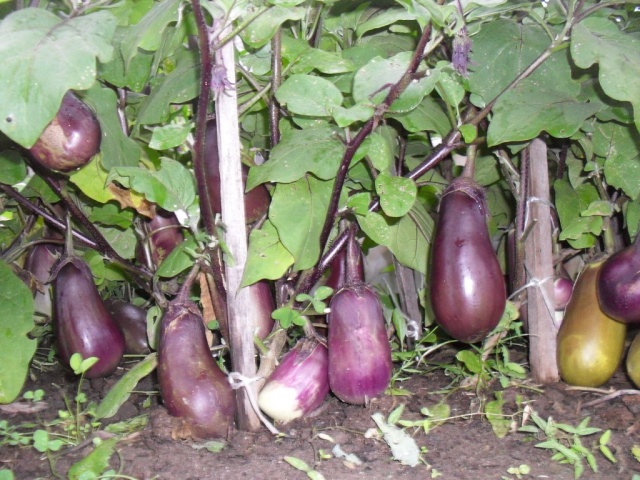 Koreansk dvärg