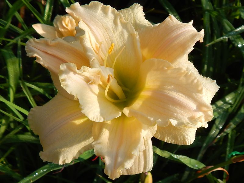 Λουλούδι τύπου Terry daylily σε ποικιλία λουλουδιών Seyanets Anasenko