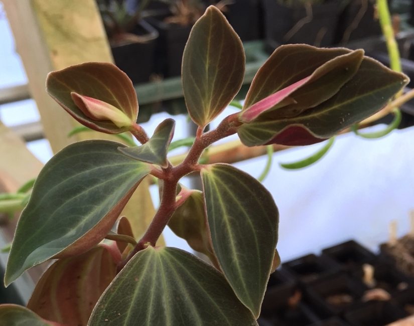 Peperomia βελούδινη