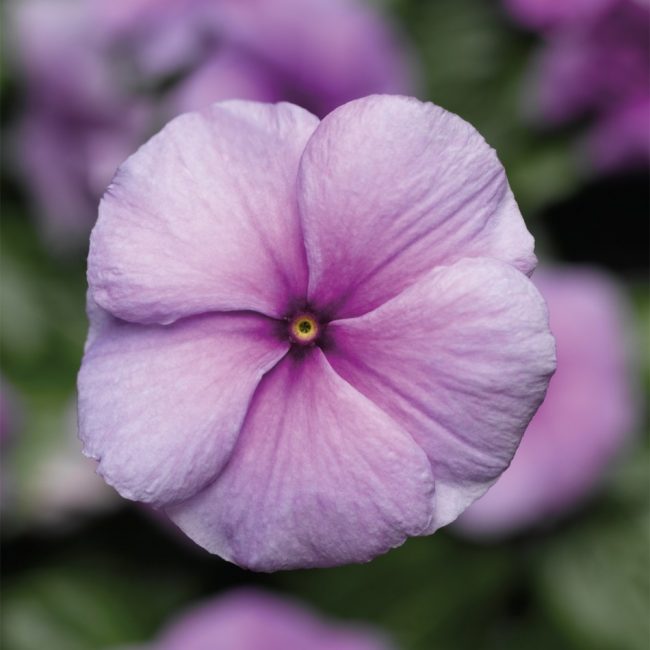 Πρώτο φιλί catharanthus