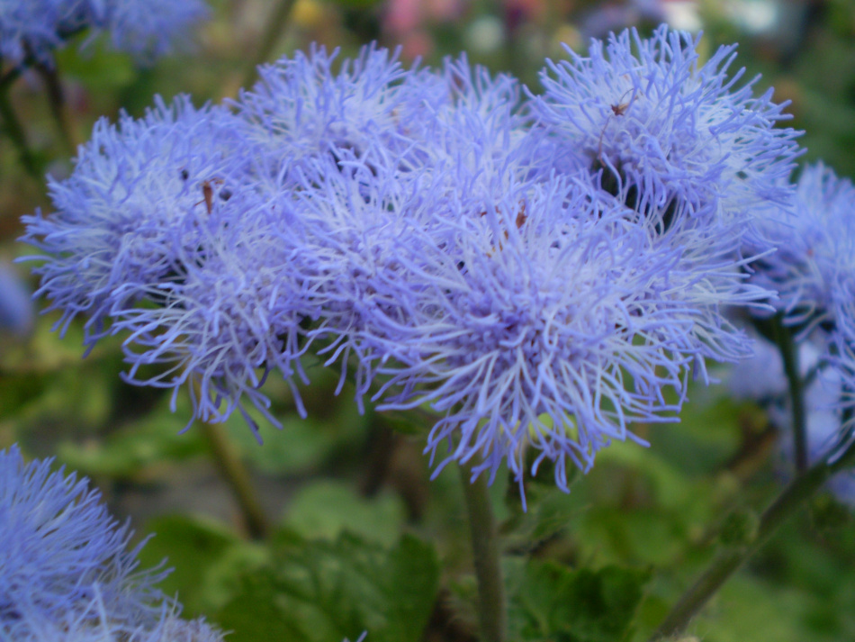 Küçük Dorrit Ageratum