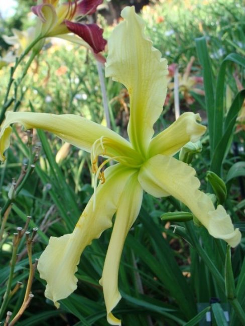 Daylily αόριστου σχήματος (αράχνη με μη τυποποιημένο σχήμα των πετάλων). Ποικιλία Άνοιξη της Πράγας