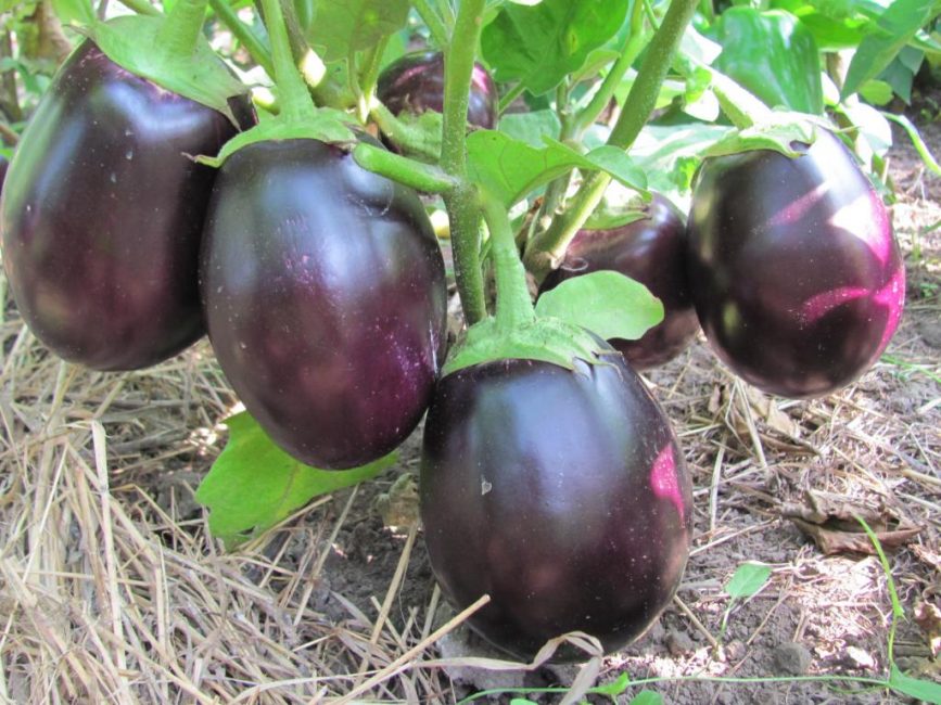 Dvärg tidig aubergine sort