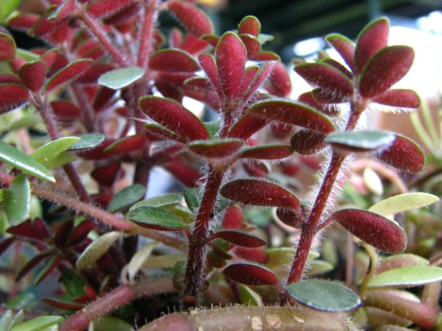 Peperomia κοκκινωπή