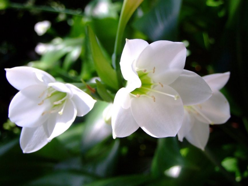 Eucharis grandiflora.