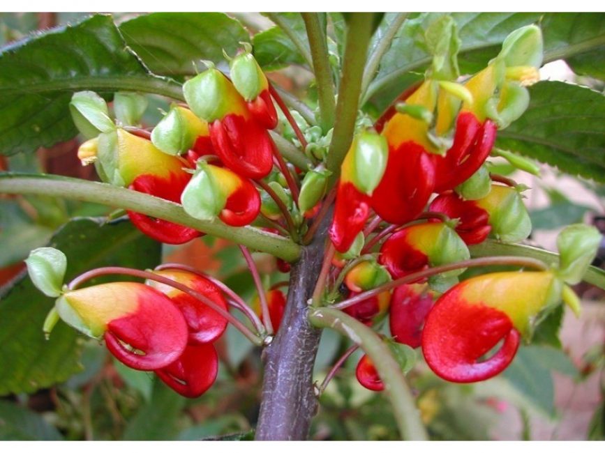 Flores de bálsamo de Niamey
