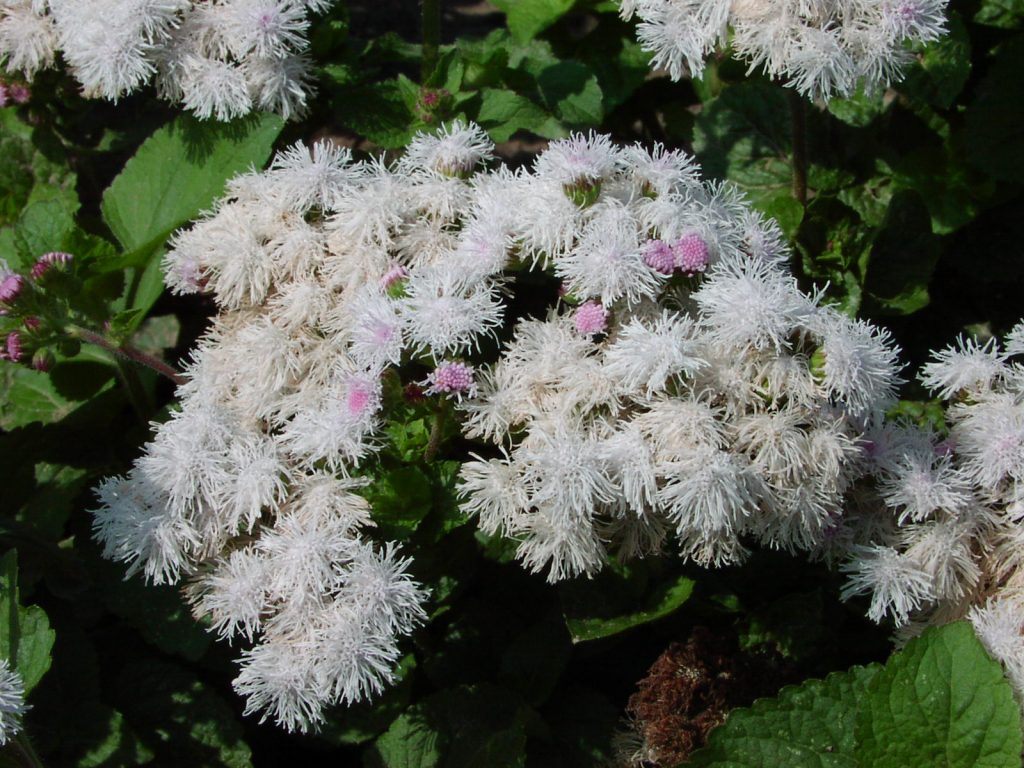 Yaz Kar Ageratum