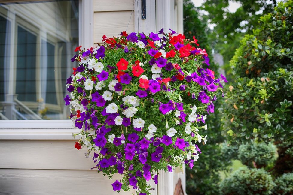 La petúnia té un bon aspecte en una jardinera penjant