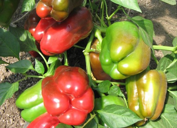 Paprika hüvely