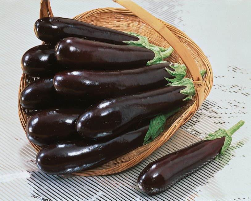 Mileda F1 aubergine sort