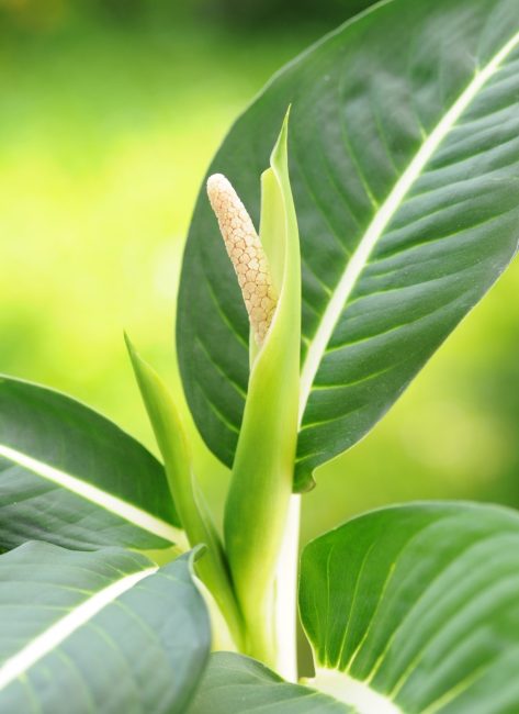 Dieffenbachia en flor