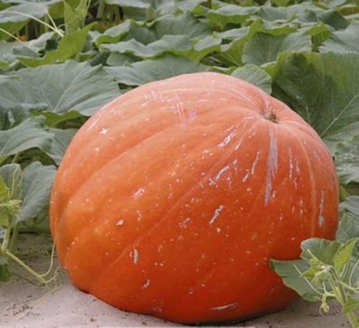 Melón