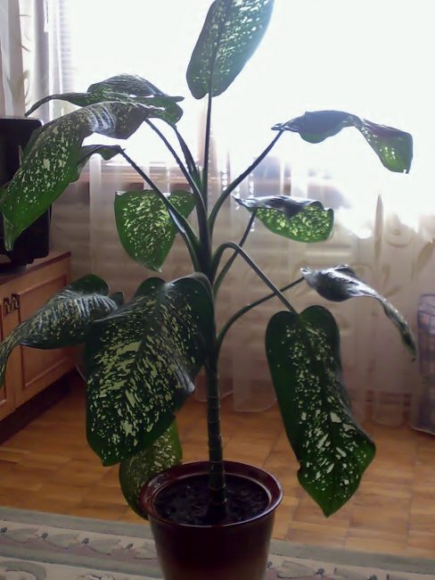 Dieffenbachia - una planta verinosa