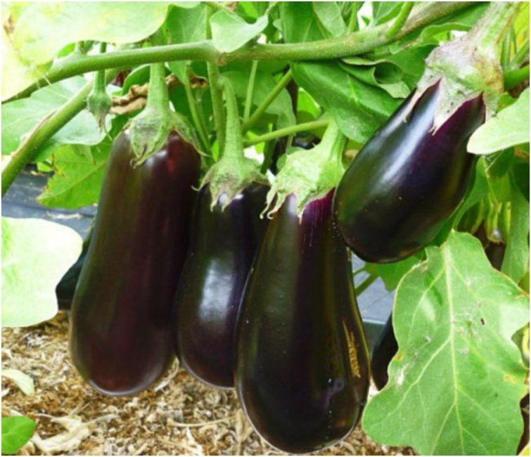 Anet F1 aubergine sort