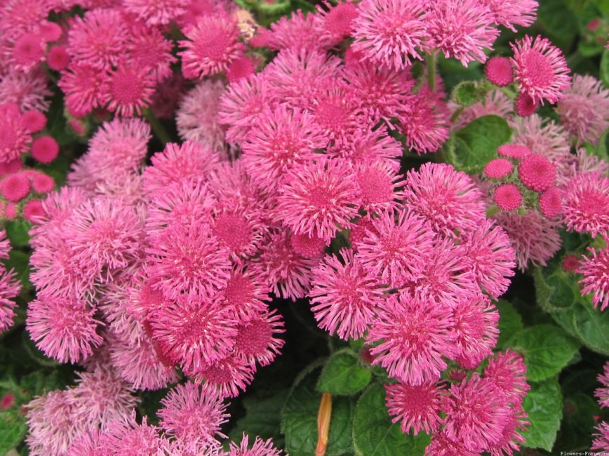 Ateş Pembesi Ageratum