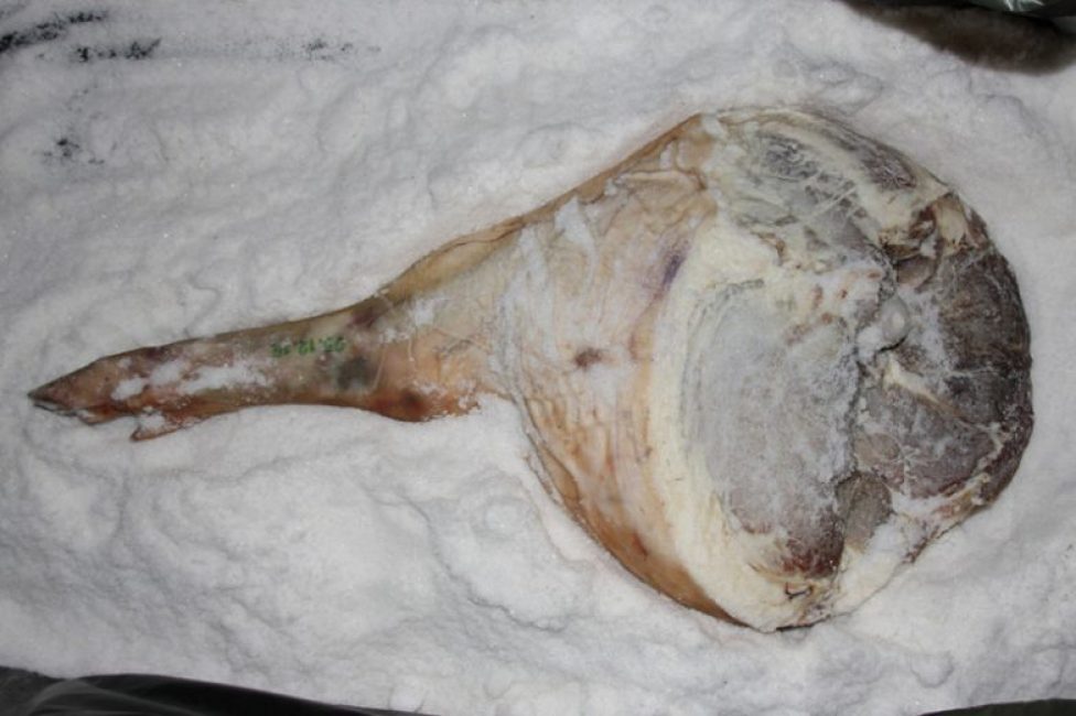 Liha jamonin valmistukseen kahden viikon suolauksen jälkeen