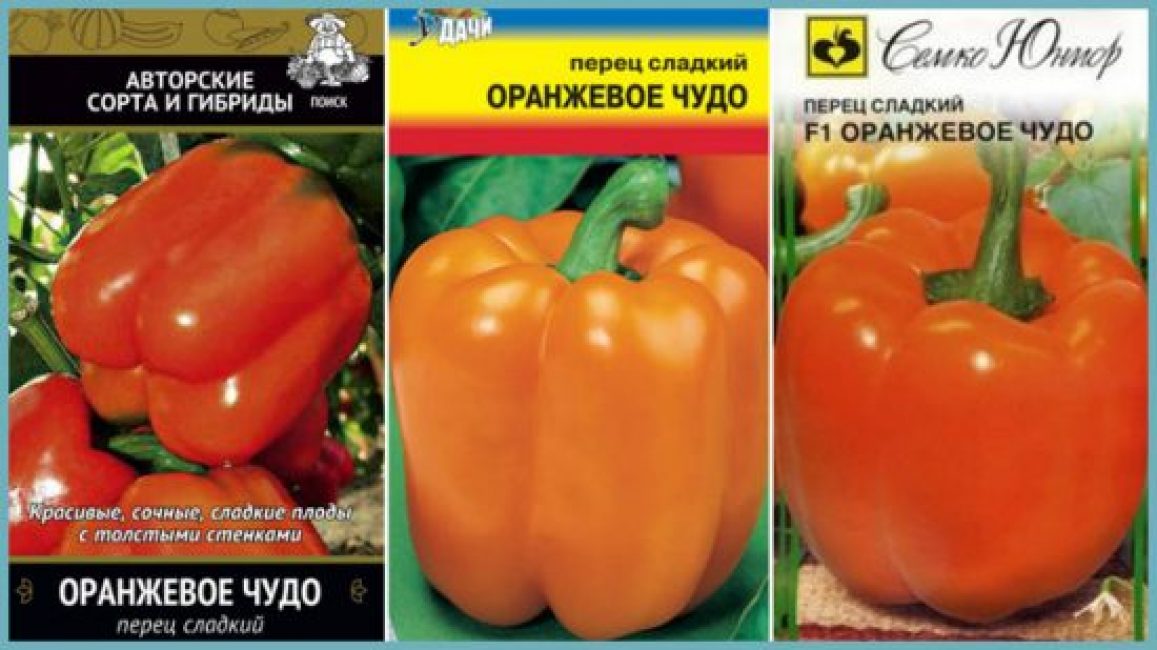 Az Orange Miracle fajta nagy termései jó kereskedelmi tulajdonságokkal rendelkeznek.