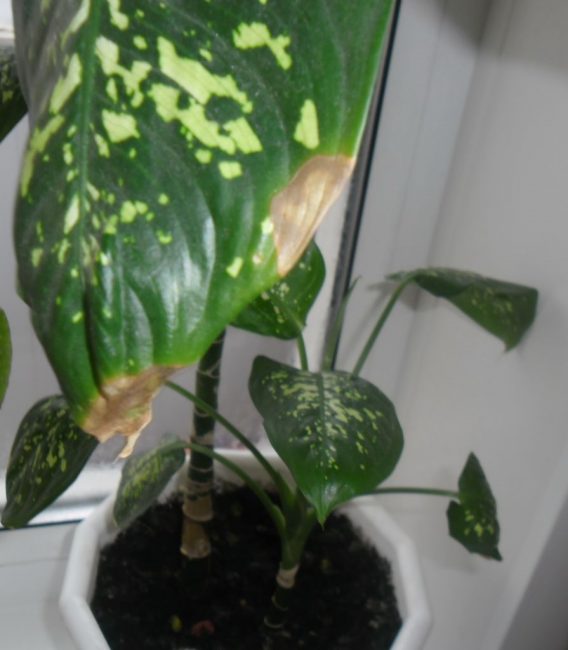 Planta de dieffenbachia malalta