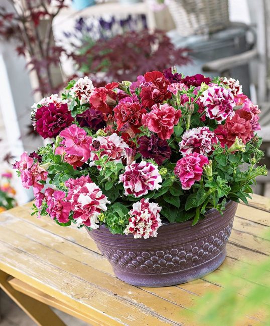 Les varietats de flors Gustomahrovye Pirouette F1 tenen una mida impressionant