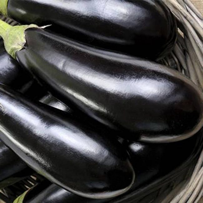 Fabina F1 aubergine sort
