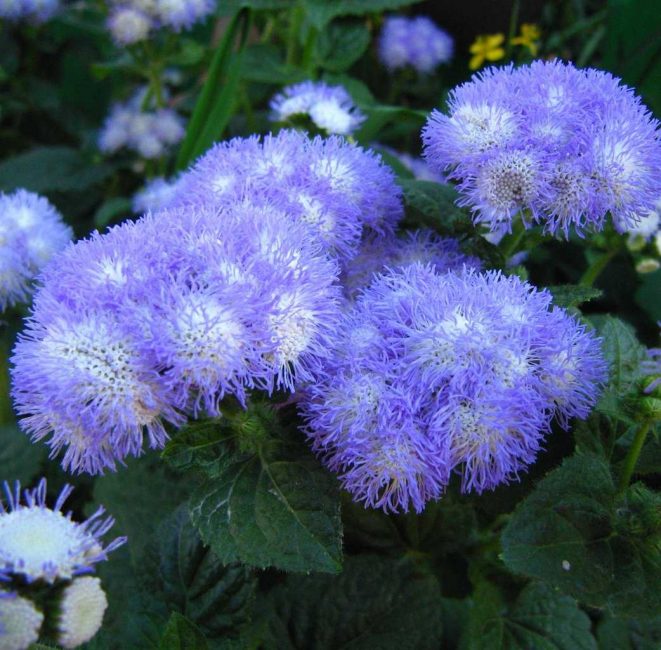 Mavi vizon Ageratum