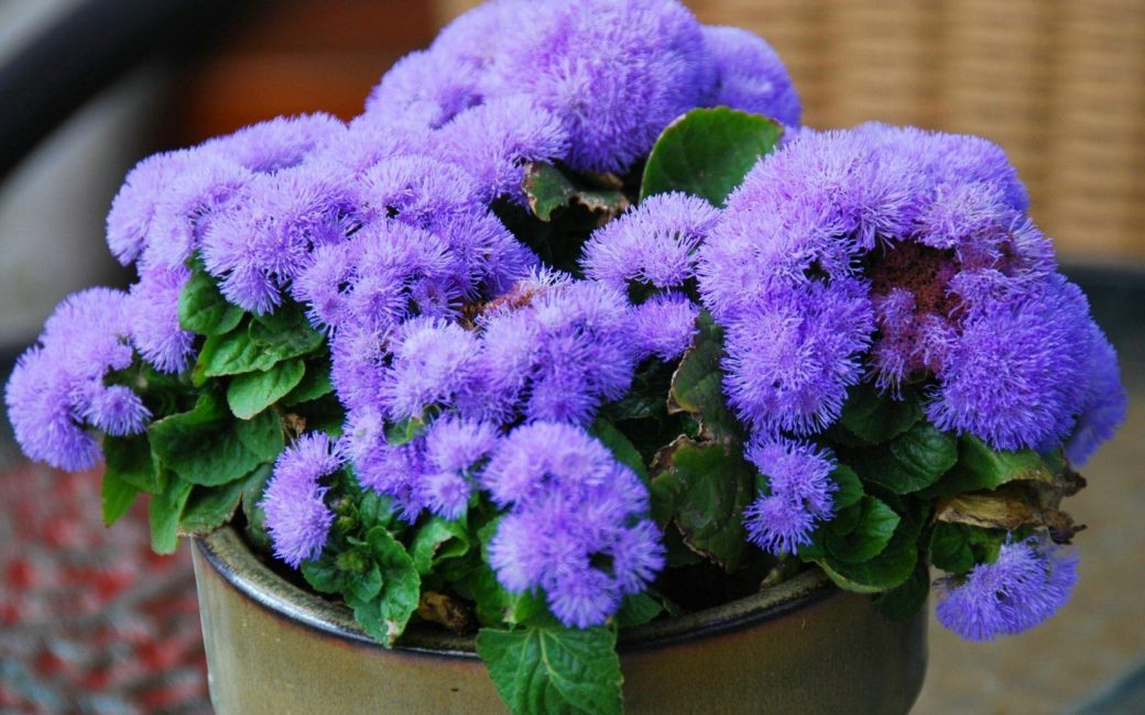 Mavi Mükemmellik Ageratum