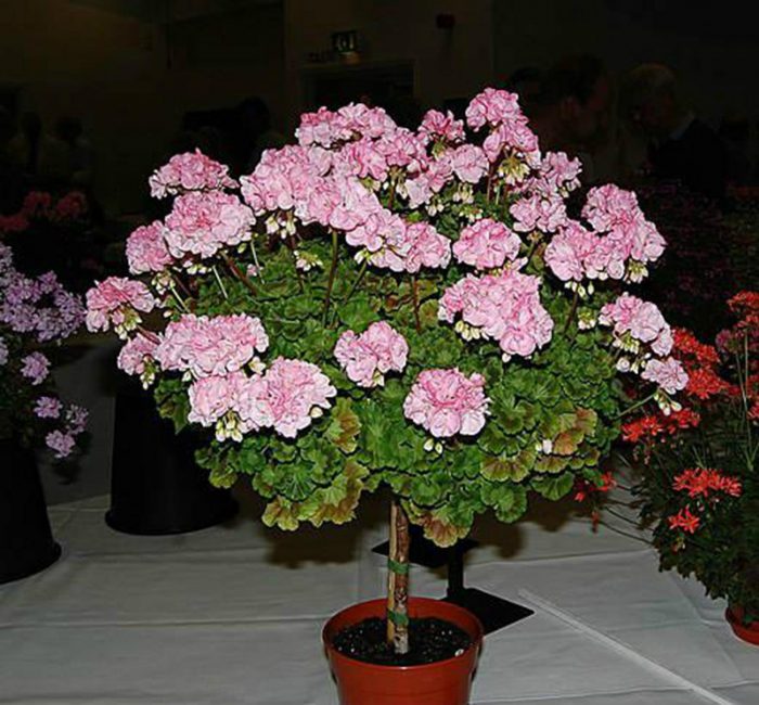 árbol de tallo de geranio
