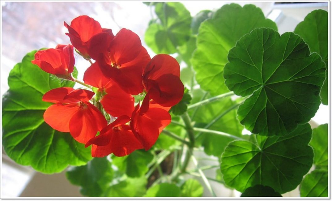 Los cultivadores de flores pueden enfrentarse al hecho de que los geranios no florecen.