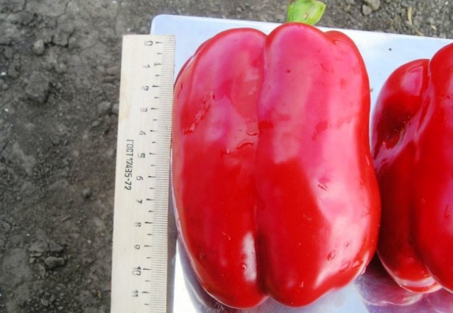 Íme egy ilyen óriás! Paprika hossza - 12 cm.