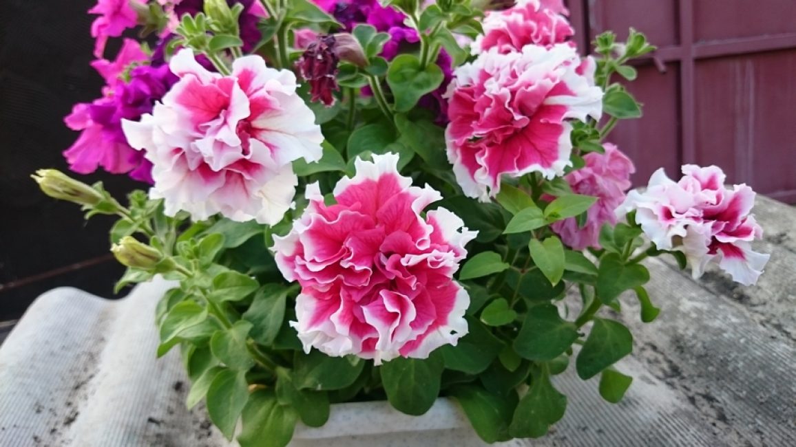 La mateixa Pirueta F1, només les flors roses estan vorejades per una franja blanca.