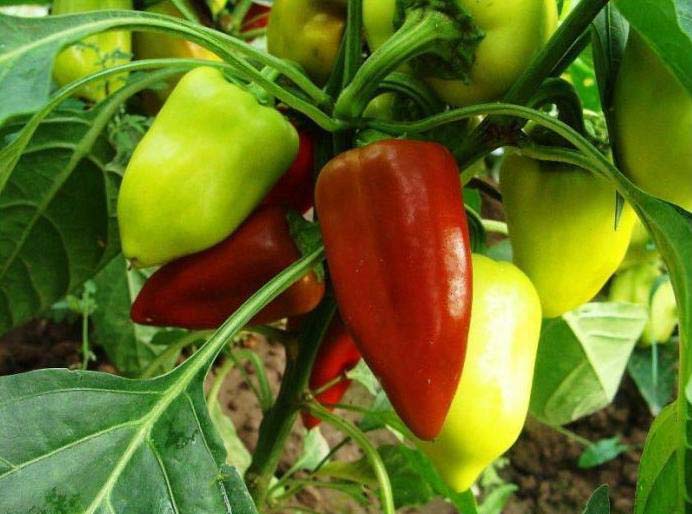 A Pepper Swallow-t egy régebbi Moldova fajta szelekciója eredményeként kaptuk. Kereskedelmi termesztésre alkalmas.